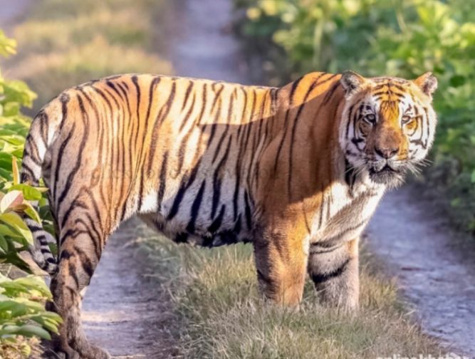 नवलपुरमा बाघले आक्रमण गर्दा एकको मृत्यु