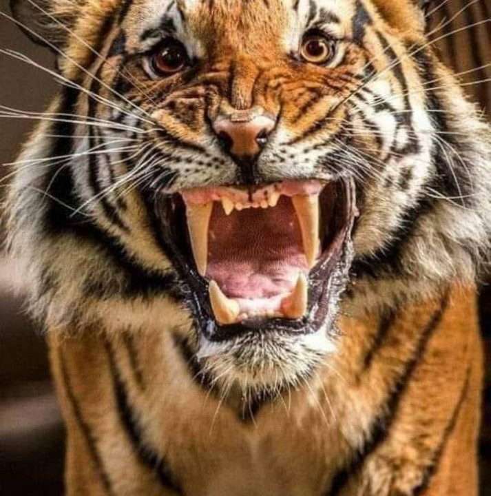 नवलपुरमा अझै नियन्त्रणमा आएन नरभक्षी बाघ