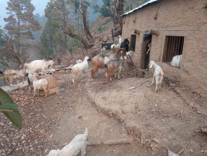 खप्तड छान्नामा  बाख्रा पालनमा युवाहरु आकर्षित हुदै
