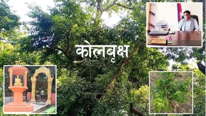 नेपालकै लोपोन्मुख कोलबृक्षको संरक्षणमा जुटयो गाउँपालिका