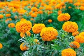 तिहारमा भारतबाट फूल नल्याइने