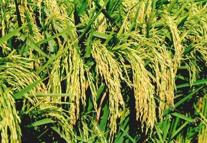 यस वर्ष धान उत्पादनमा कमी आउँदा हुप्सेकोट का कृषक चिन्तित