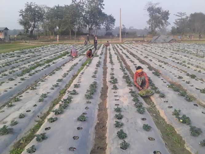 अमेरिकाबाट बिरूवा ल्याएर स्ट्रबेरी खेती गर्दै मेयर