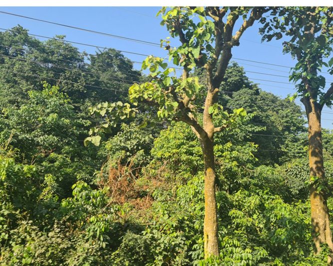 वन्यजन्तु निगरानी गर्न जंगलमा क्यामेरा