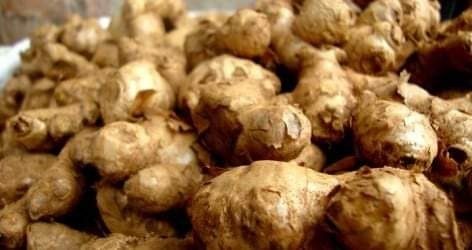 कावासोतीमा अदुवा प्रसोधन केन्द्र स्थापना हुदै ।