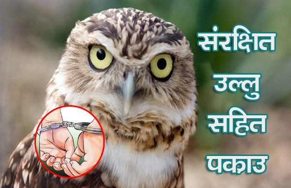 काभ्रेभञ्याङमा उल्लु चरो सहित रामेछापका एक युवक पक्राउ
