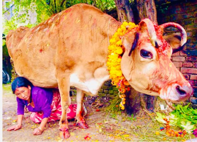 आज तिहारको चौथो दिन ,गोवर्धन पुजा गरिदै