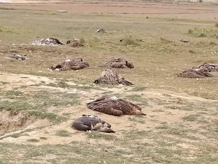पश्चिम नवलपरासीमा एक सयको हाराहारीमा गिद्ध मरे